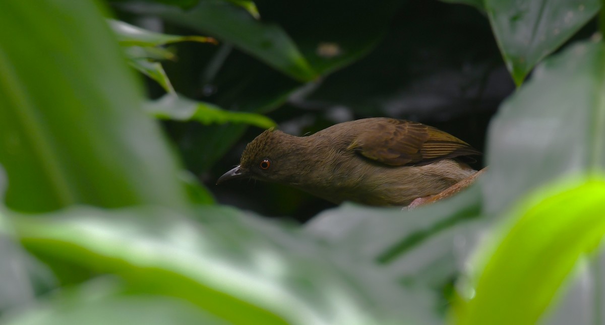 Red-eyed Bulbul - Rogier Niessen