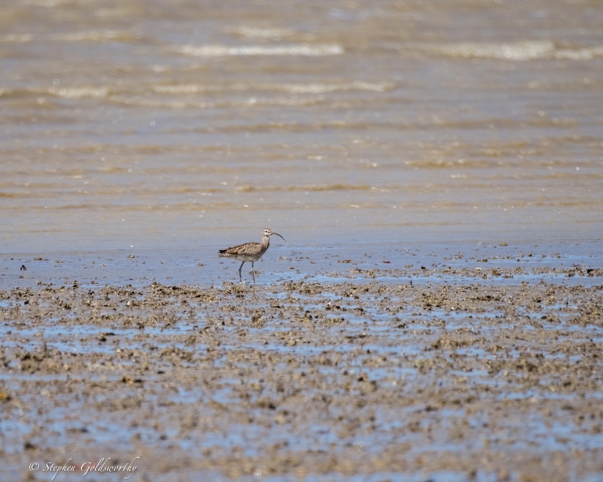 Whimbrel - ML624585899