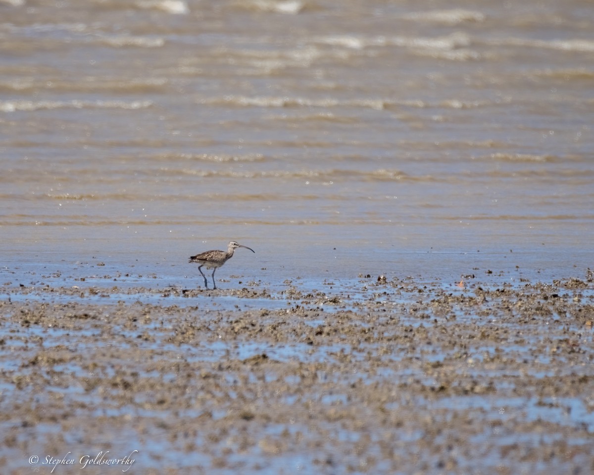 Whimbrel - ML624585900