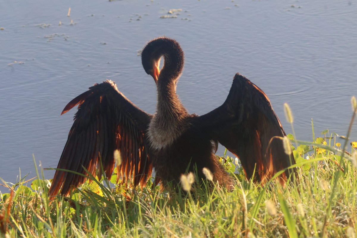 Anhinga Americana - ML624585964