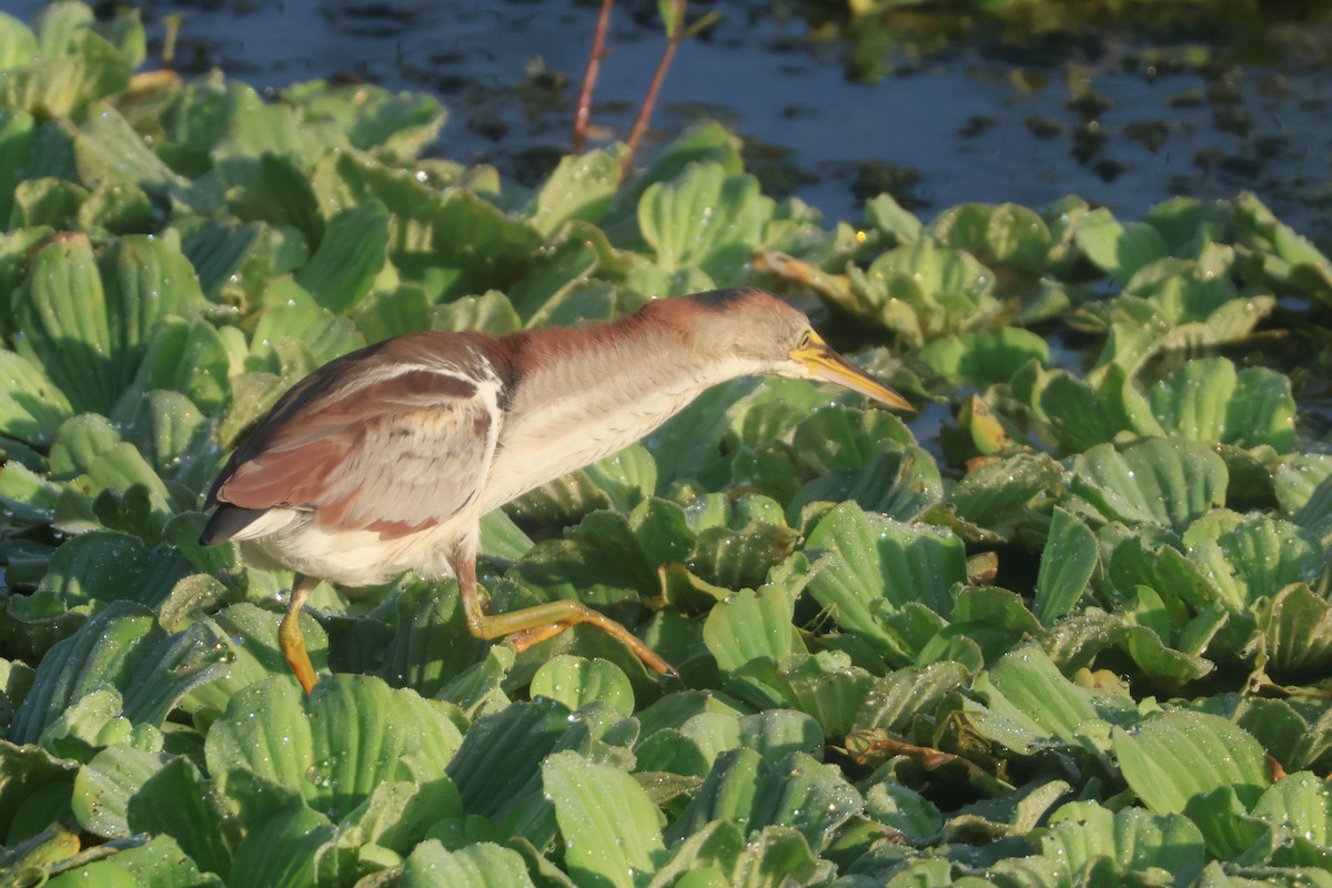 Least Bittern - Julia Nadeau Gneckow