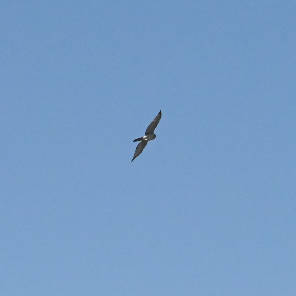 Peregrine Falcon - Bruce Piecukonis