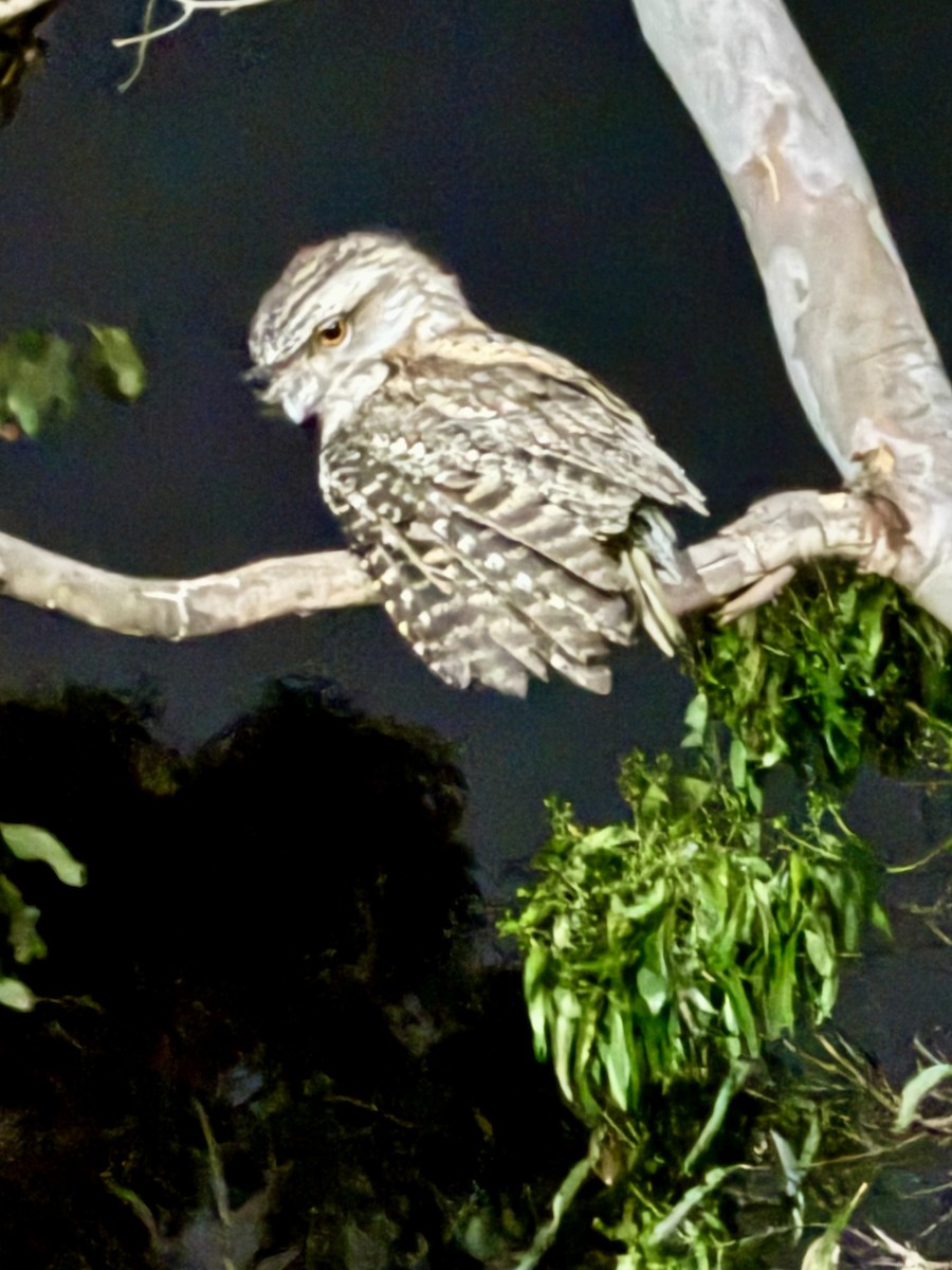 Tawny Frogmouth - ML624585983