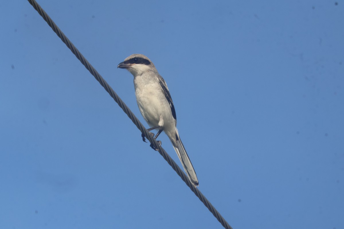 Loggerhead Shrike - ML624586006