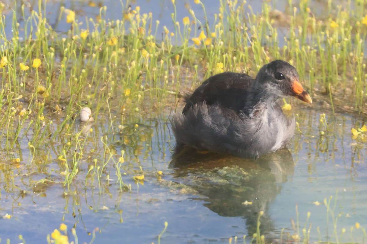 Common Gallinule - Julia Nadeau Gneckow