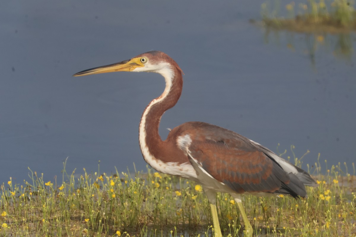 Tricolored Heron - ML624586023