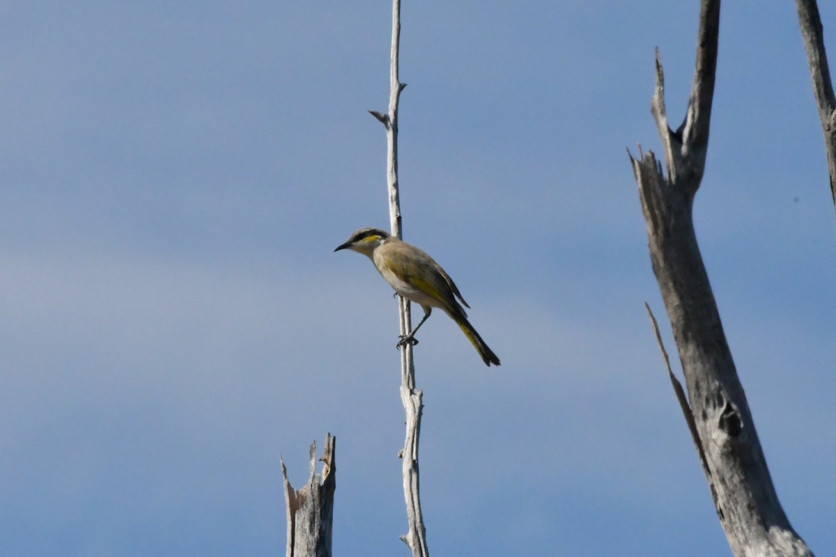 Singing Honeyeater - Sam Adams