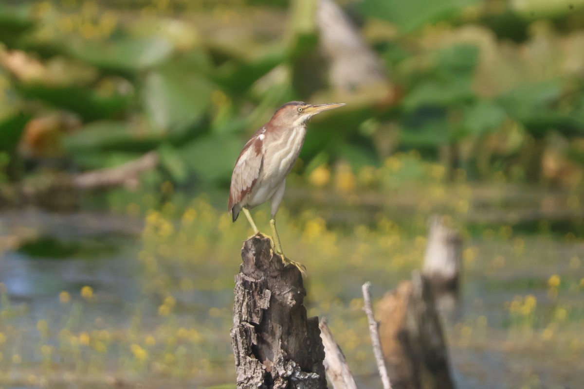 Least Bittern - ML624586053