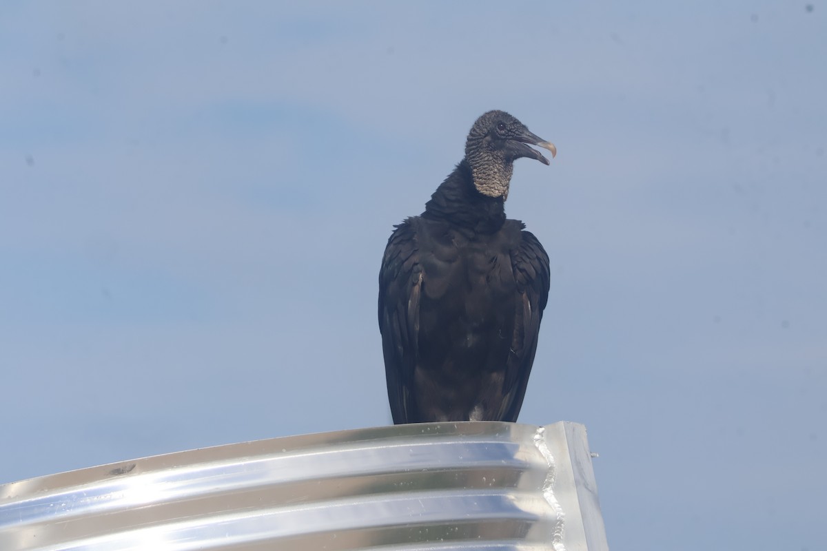 Black Vulture - ML624586060