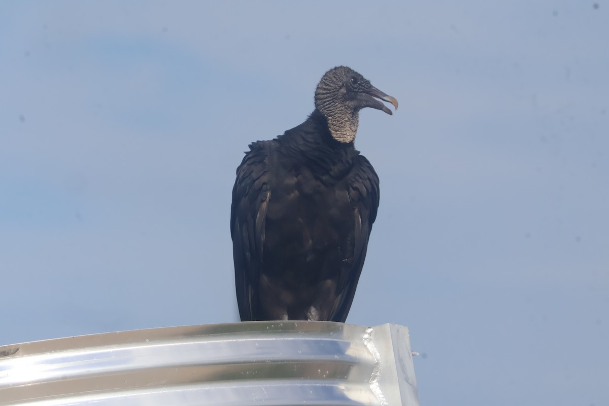 Black Vulture - ML624586061