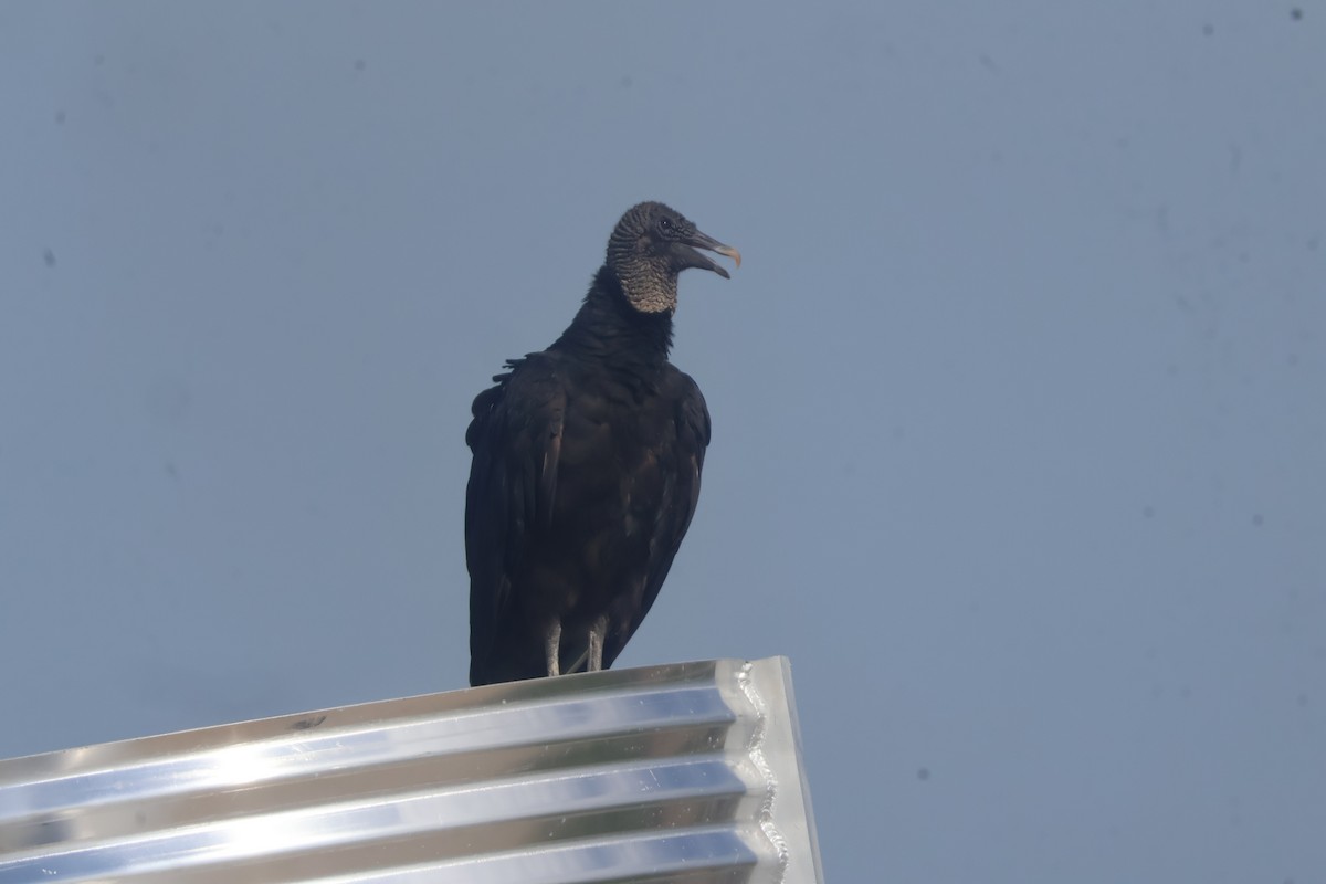 Black Vulture - ML624586062