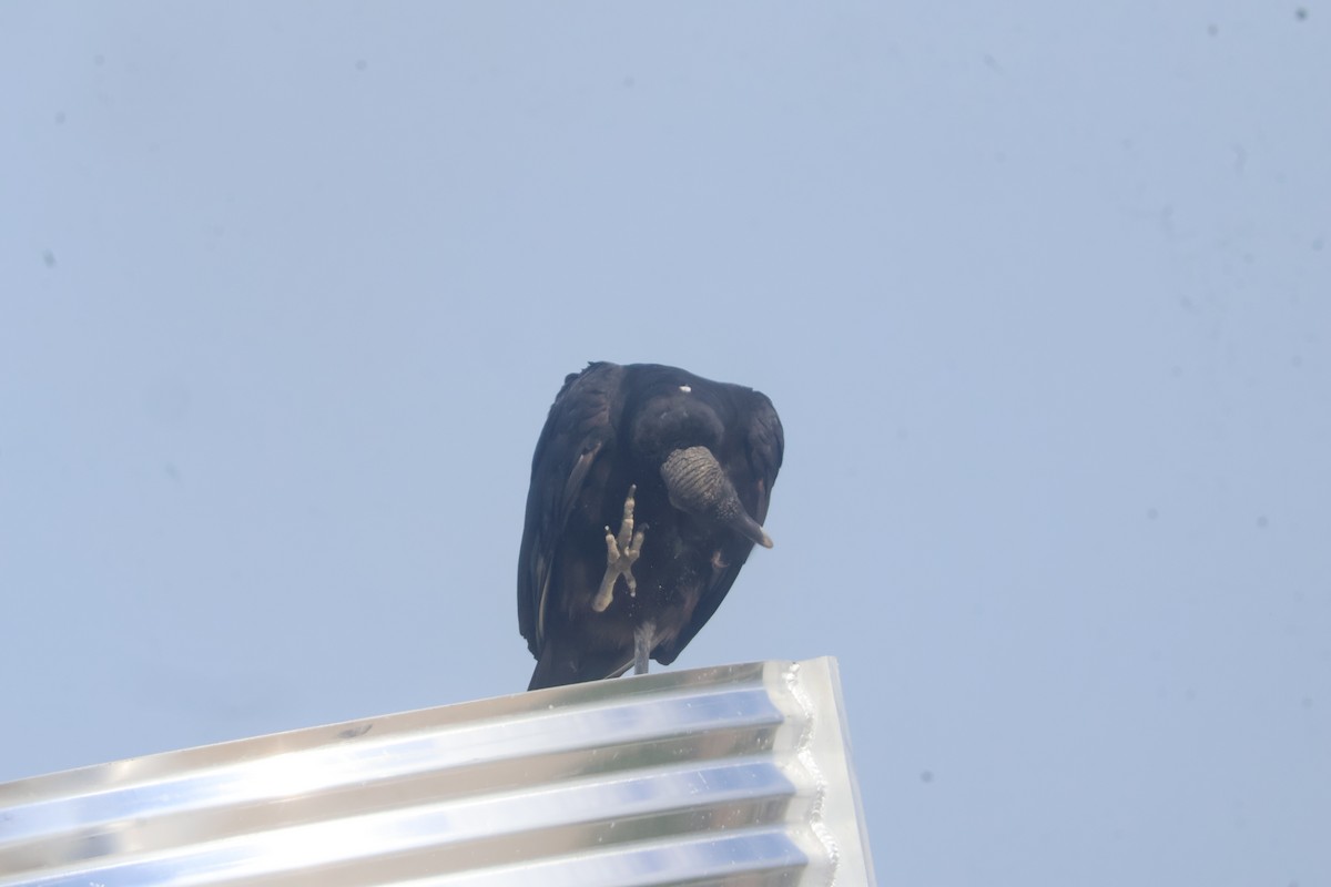 Black Vulture - ML624586063