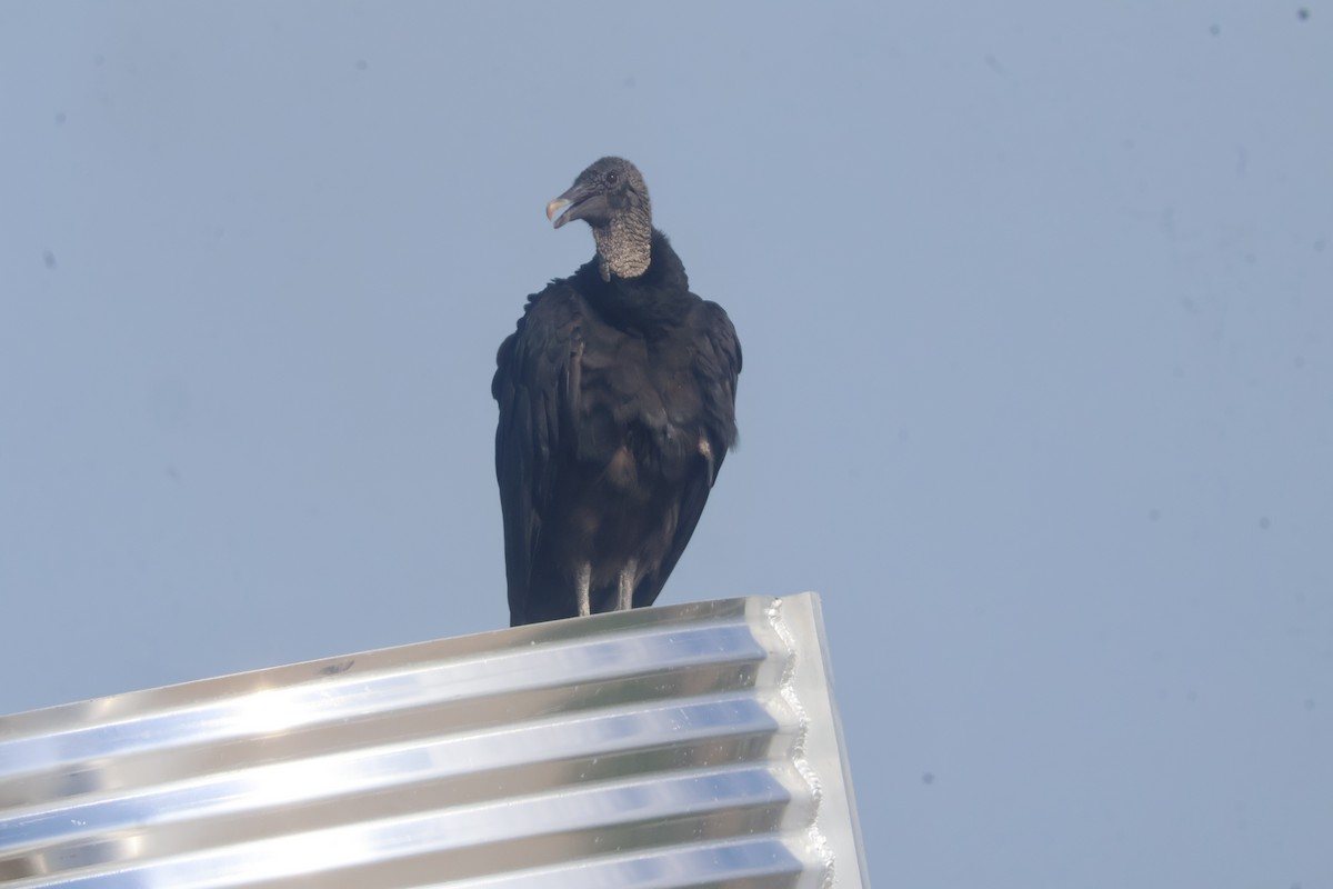 Black Vulture - ML624586064