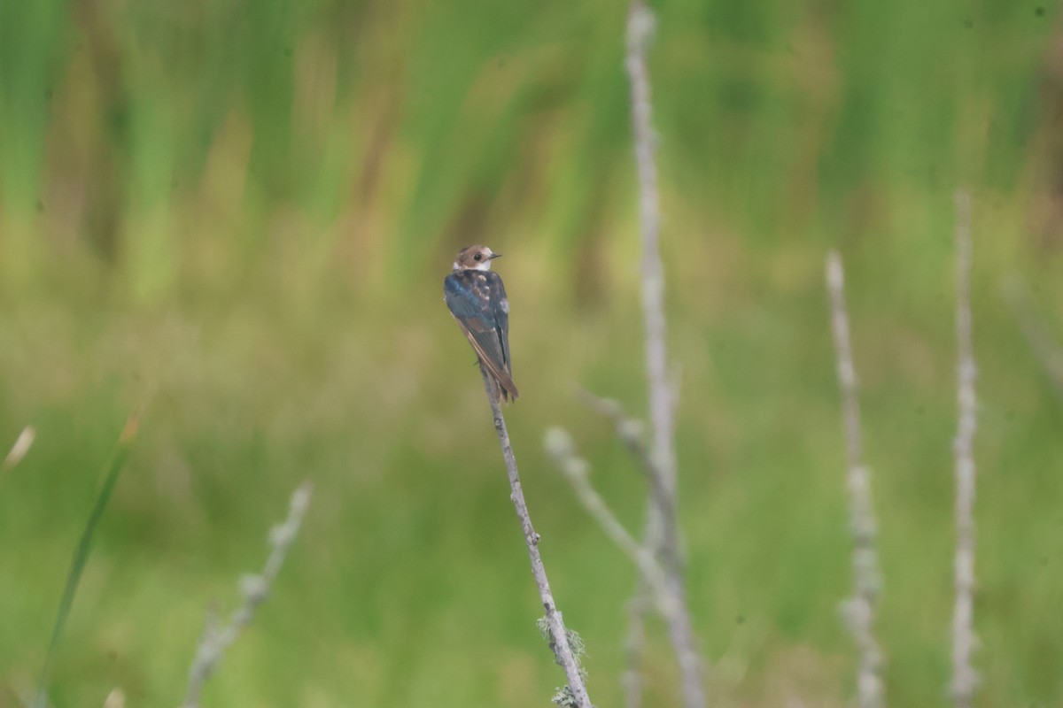 Golondrina Común - ML624586069