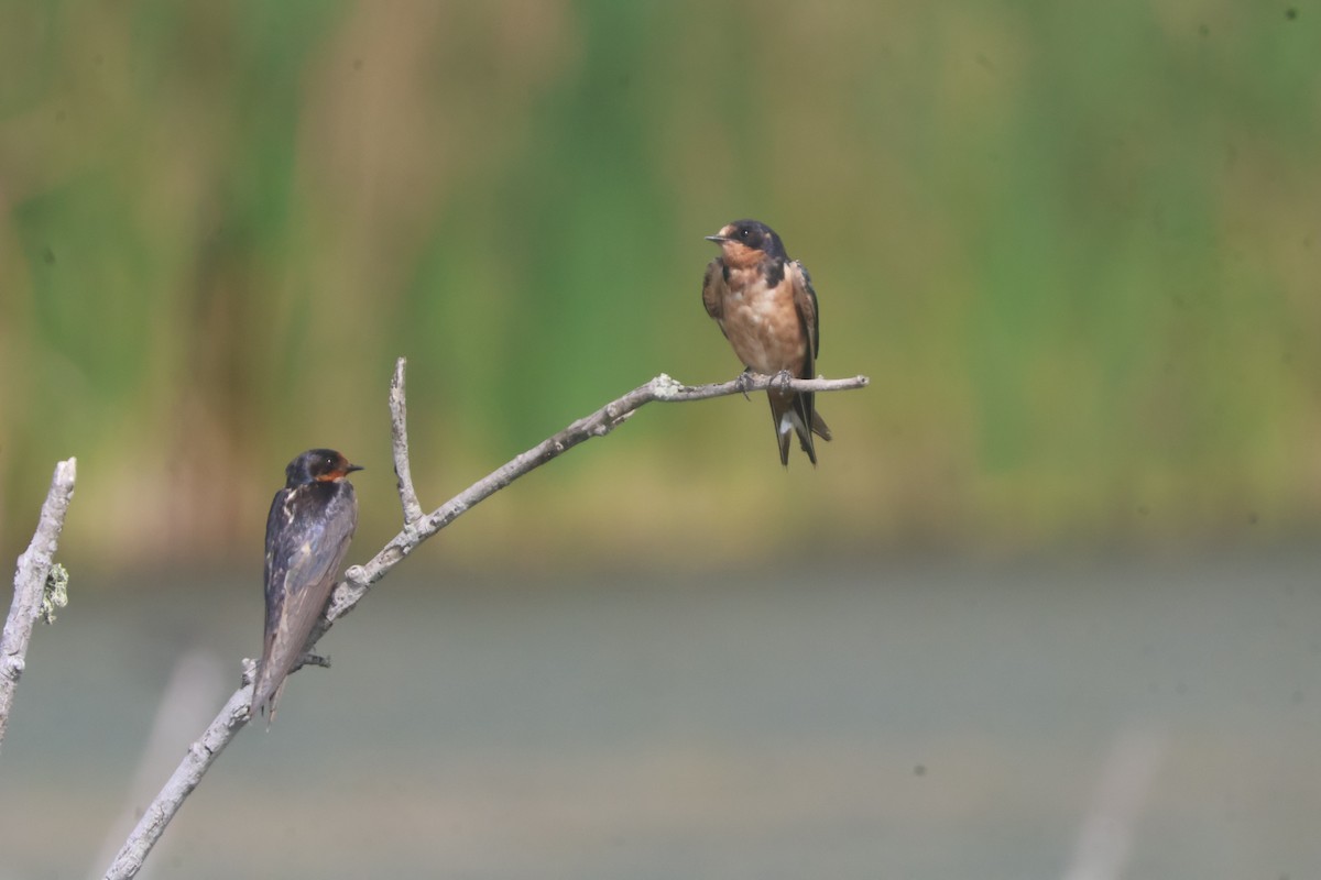 Golondrina Común - ML624586070