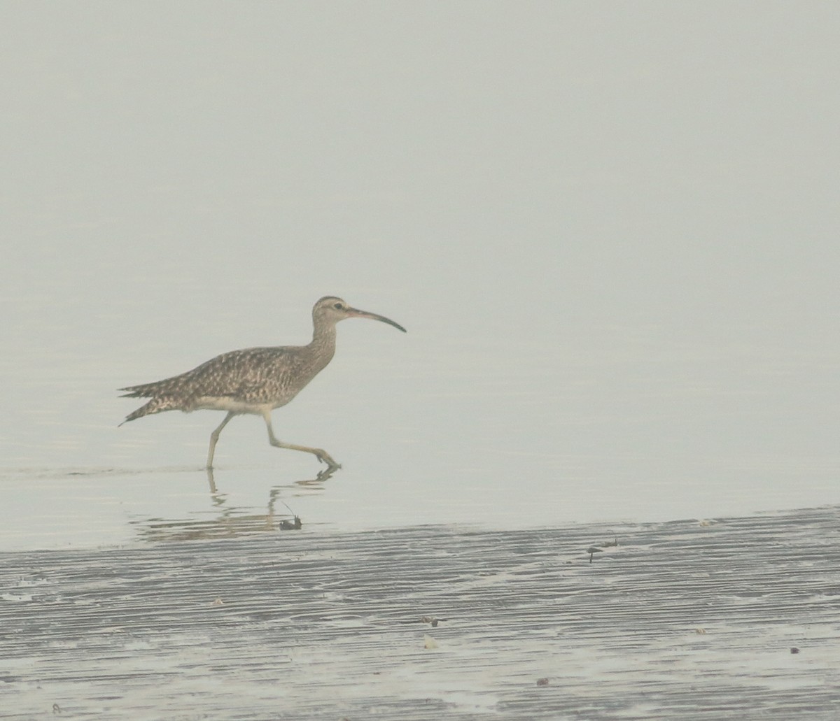 Whimbrel - ML624586084