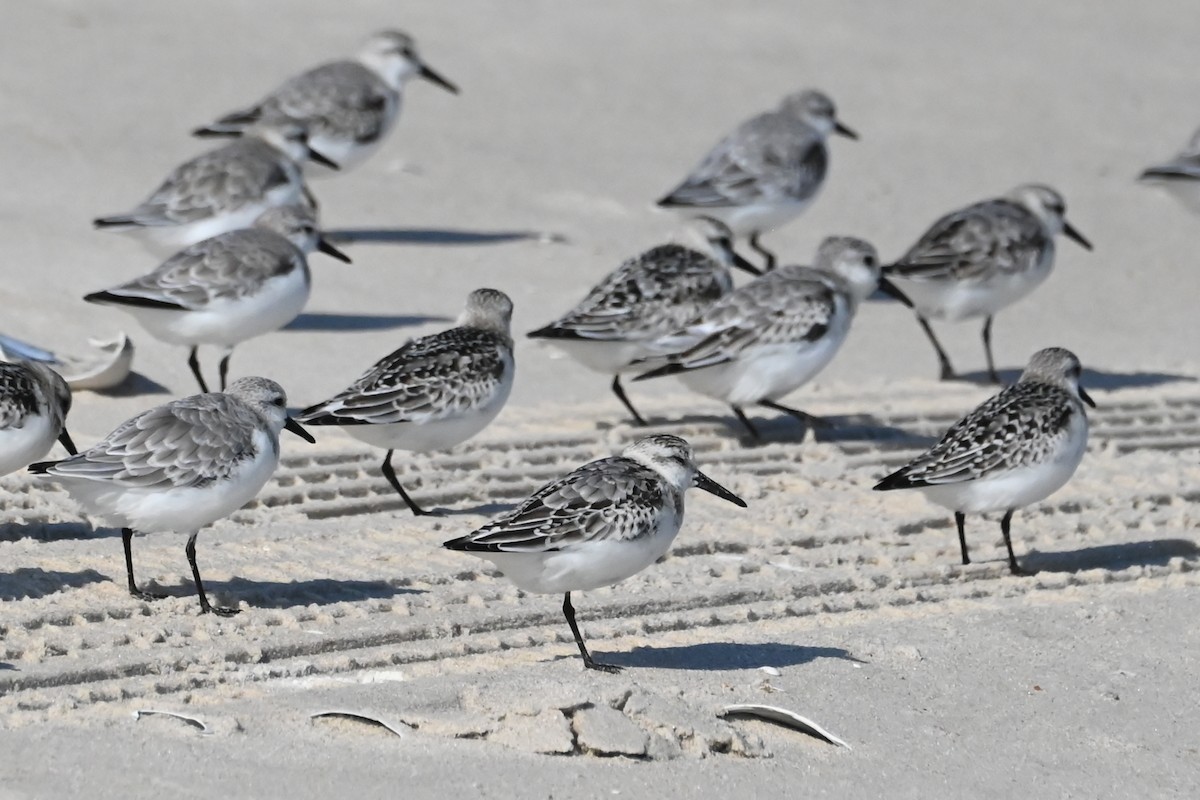 Sanderling - ML624586099