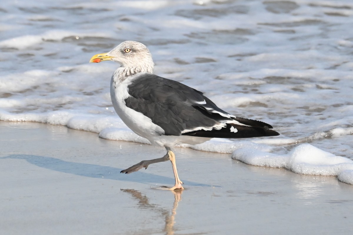 Gaviota Sombría - ML624586124