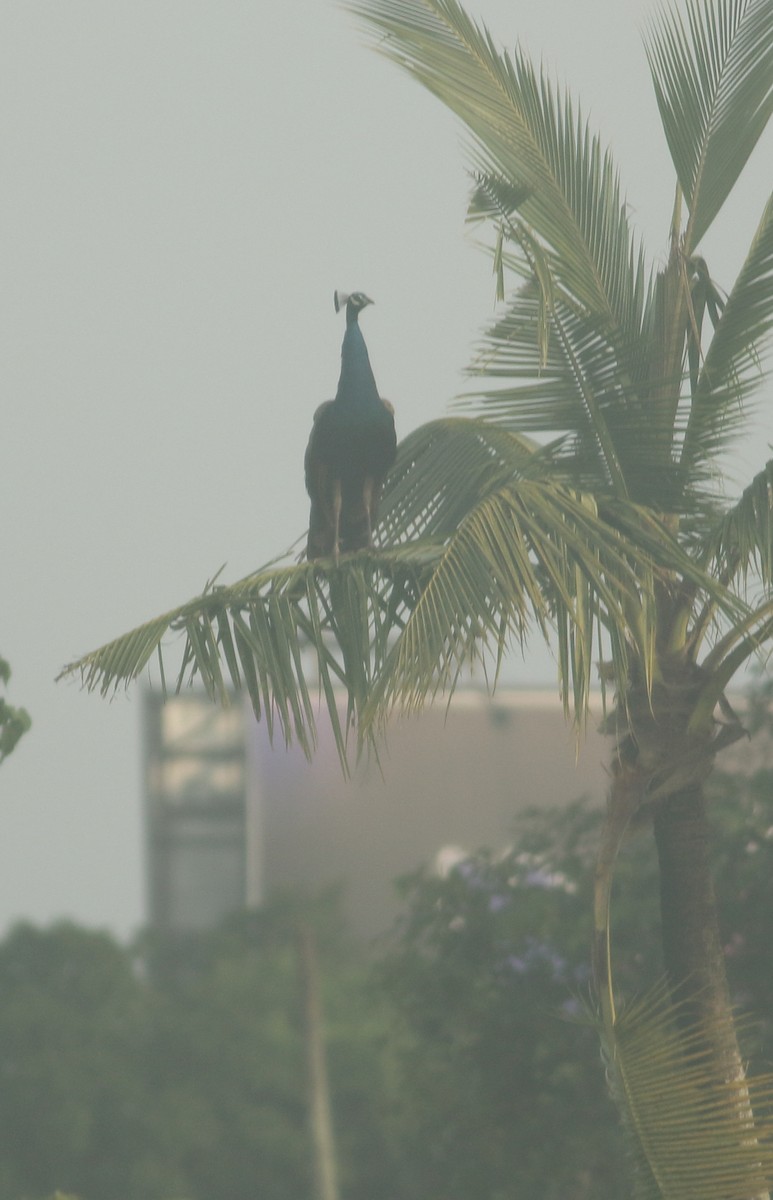 Indian Peafowl - Savio Fonseca (www.avocet-peregrine.com)