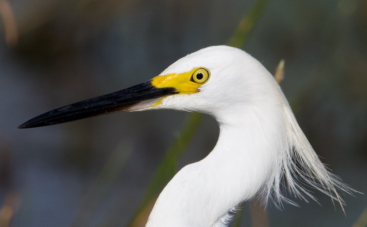 Snowy Egret - ML624586155