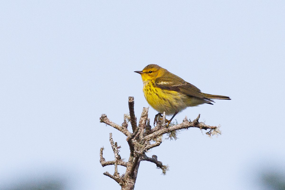 Cape May Warbler - Ethel Dempsey