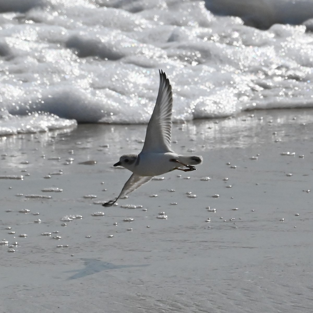 Piping Plover - Bruce Piecukonis