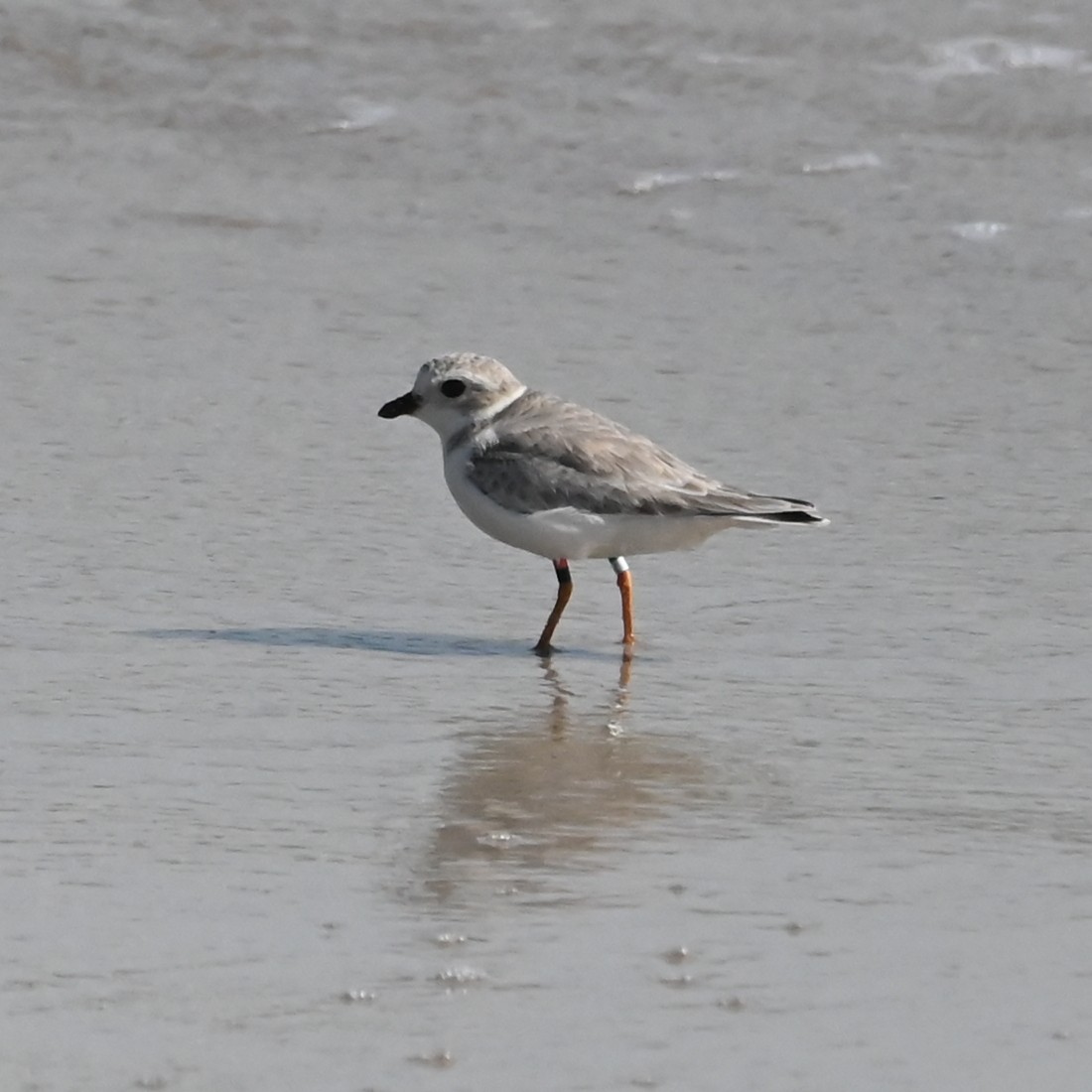 Piping Plover - Bruce Piecukonis