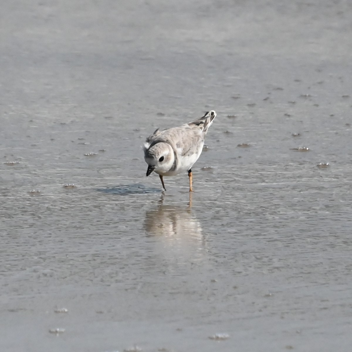 Piping Plover - ML624586195