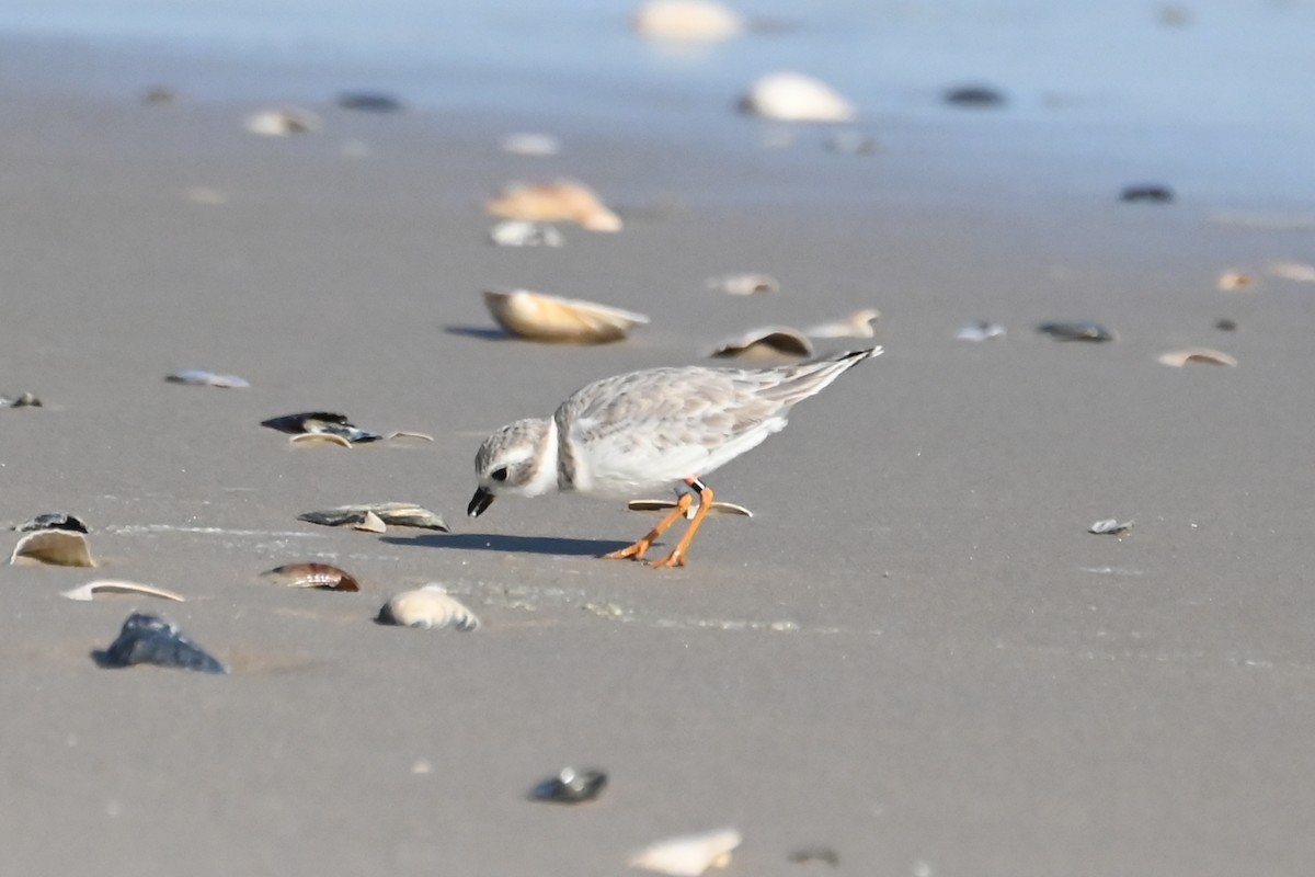 Piping Plover - Bruce Piecukonis