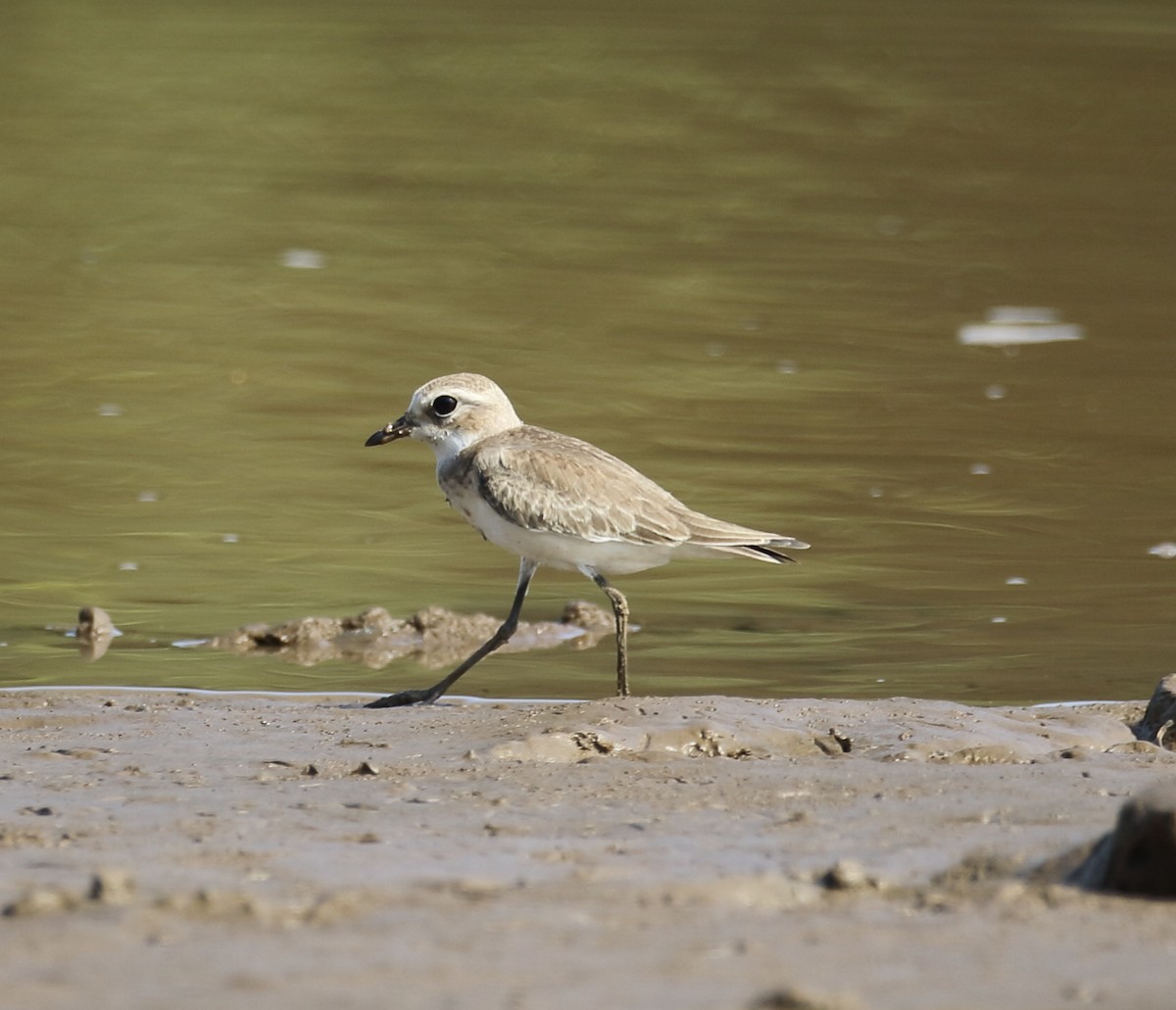 Tibetan Sand-Plover - ML624586205