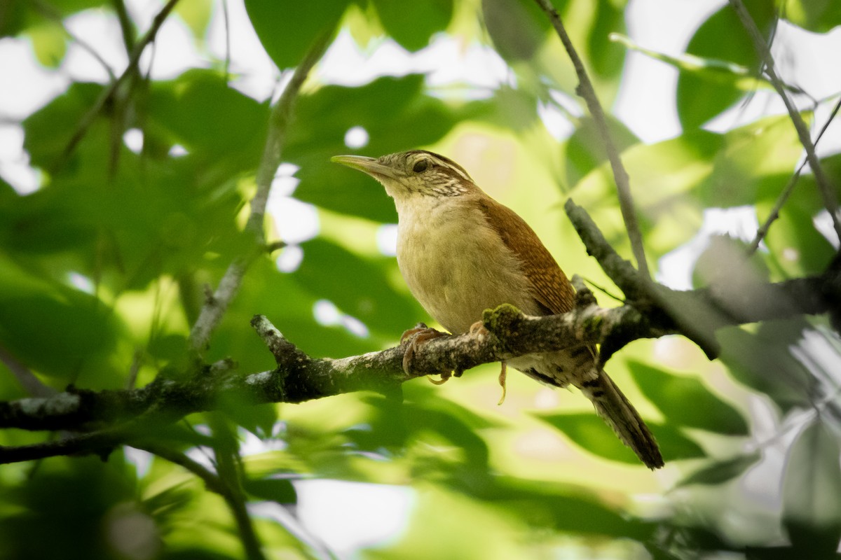 Antioquia Wren - ML624586245