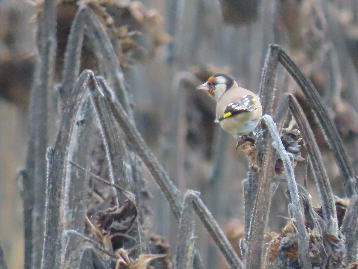 European Goldfinch - ML624586268