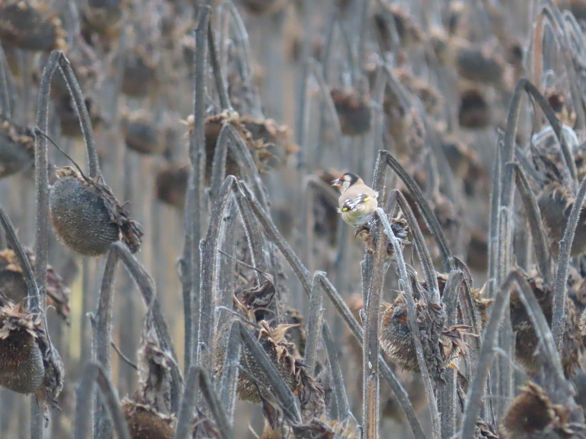 European Goldfinch - ML624586269