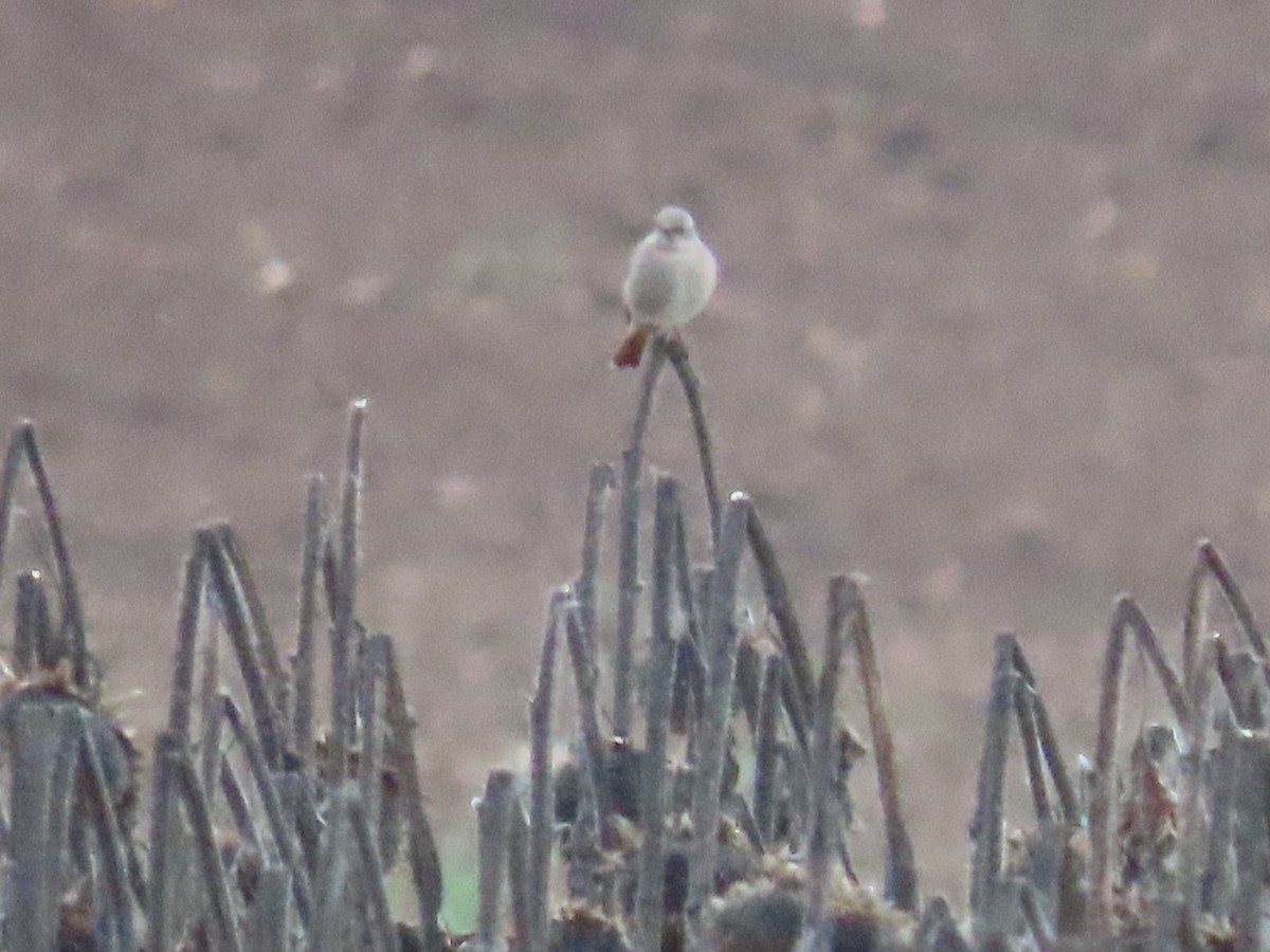 Black Redstart - ML624586271