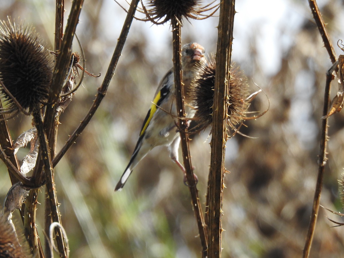 European Goldfinch - ML624586272