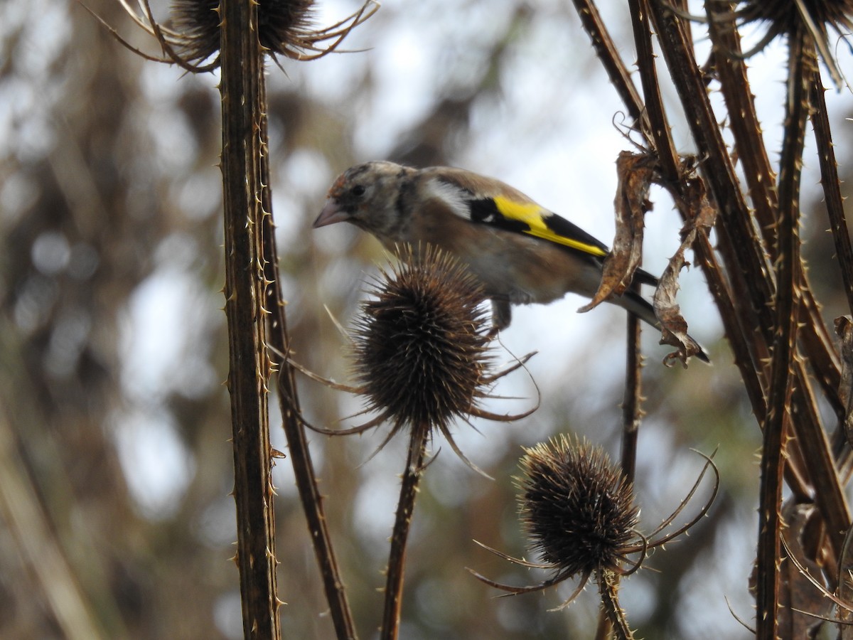 European Goldfinch - ML624586274