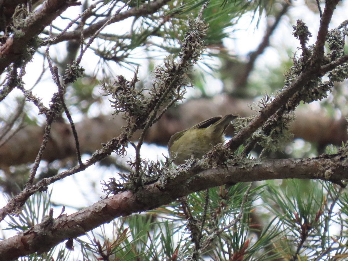 Goldcrest - ML624586276