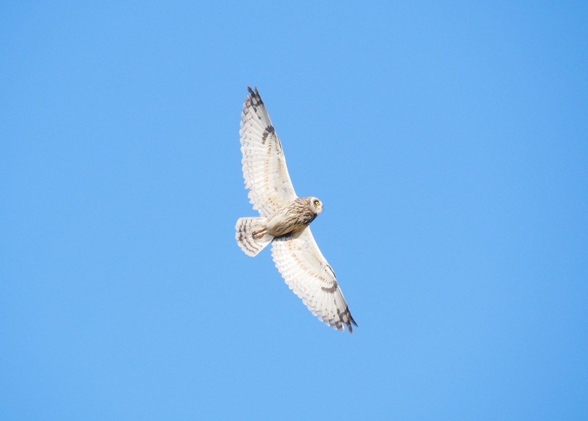 Short-eared Owl - ML624586277