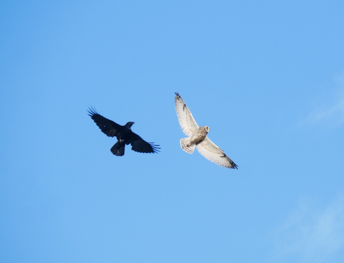 Short-eared Owl - ML624586278