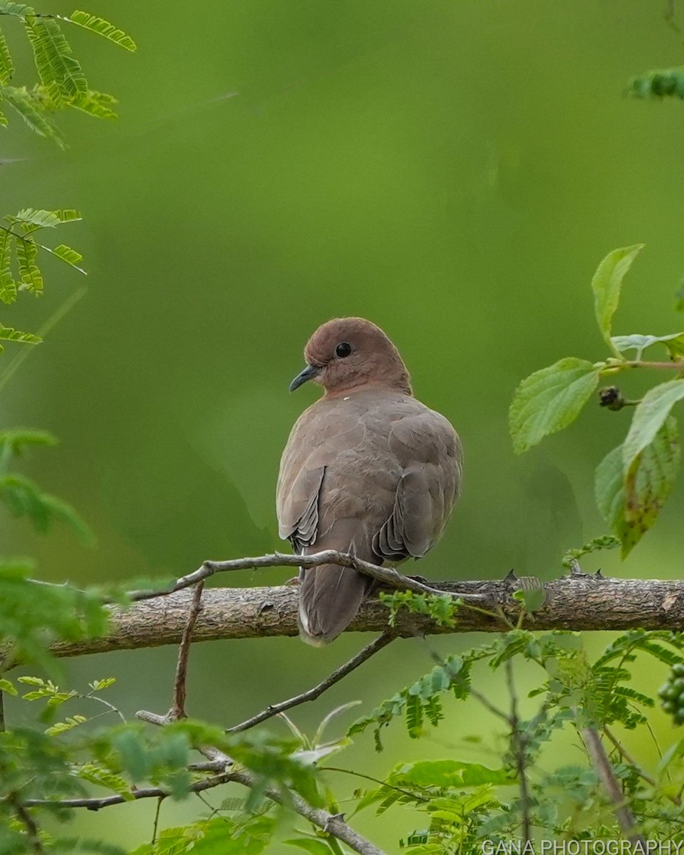 Laughing Dove - ML624586281