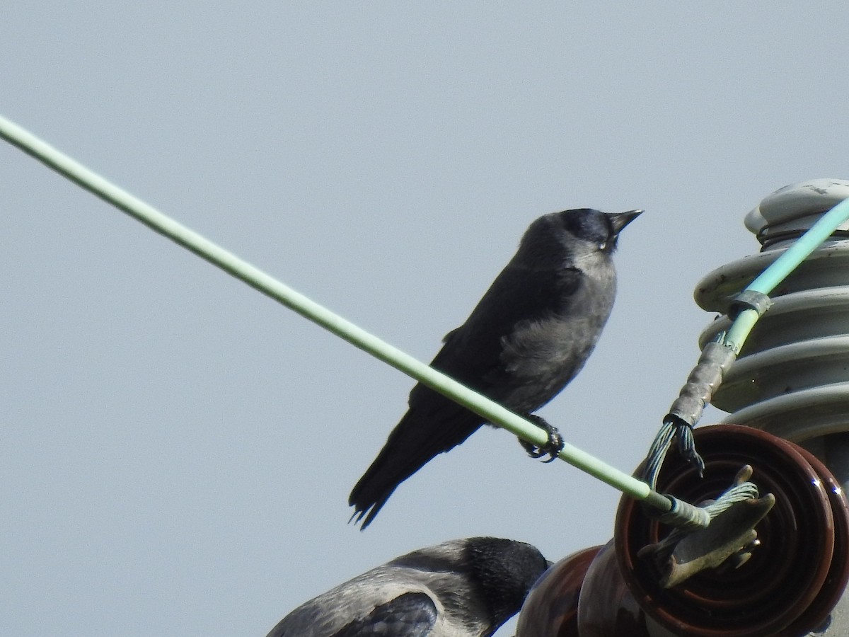 Eurasian Jackdaw - ML624586282