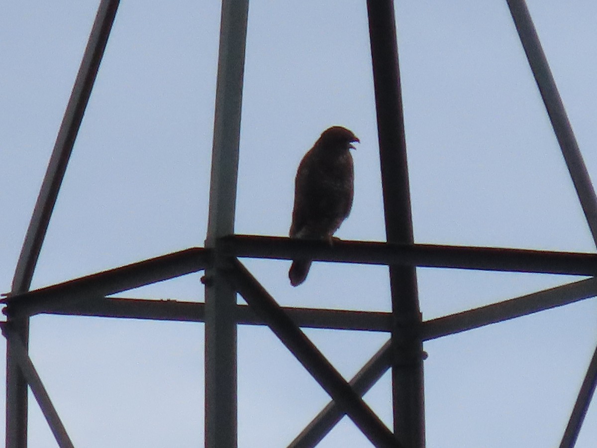 Common Buzzard - ML624586283