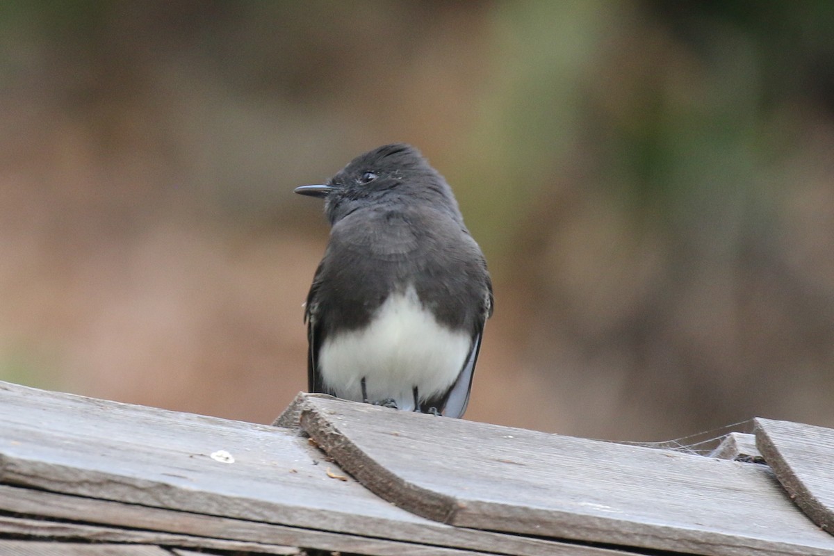 Black Phoebe - ML624586284