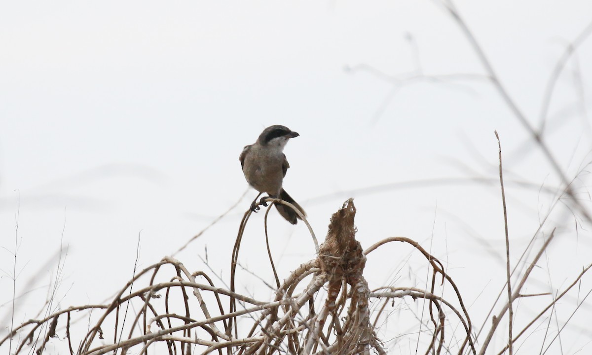 Loggerhead Shrike - ML624586285