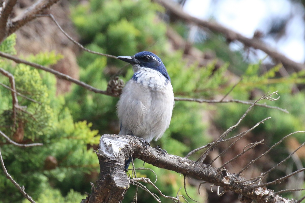 Island Scrub-Jay - ML624586286