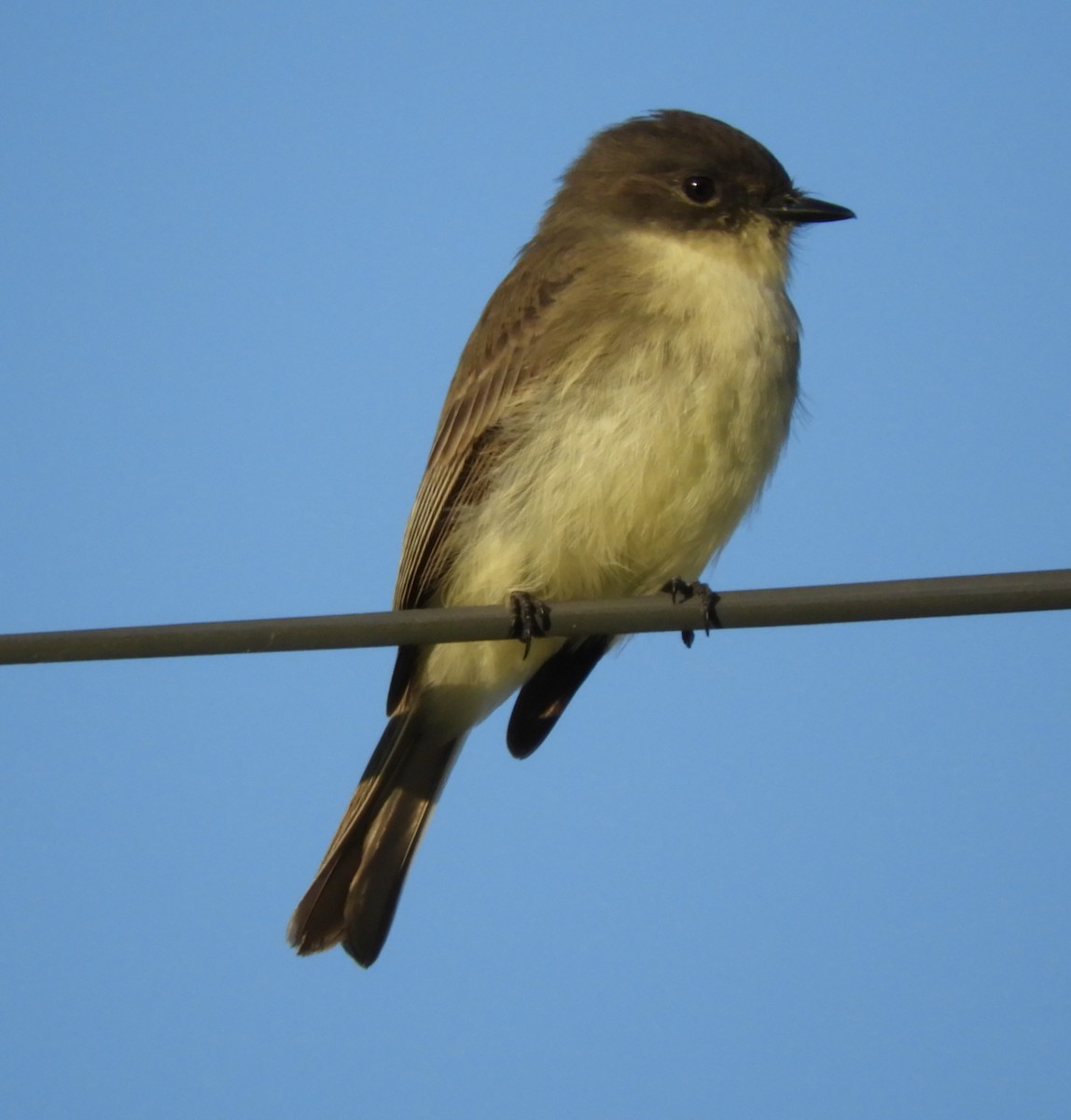 Eastern Phoebe - ML624586287