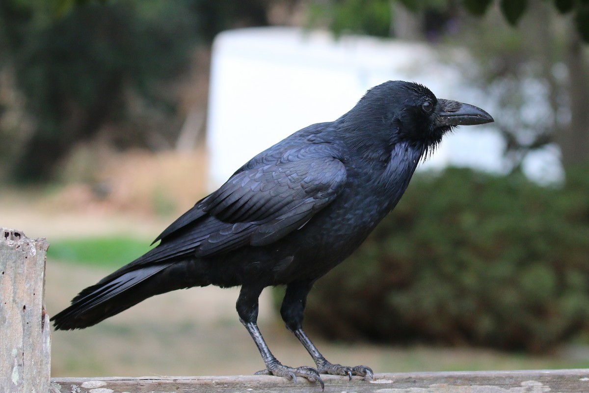 Common Raven - ML624586288