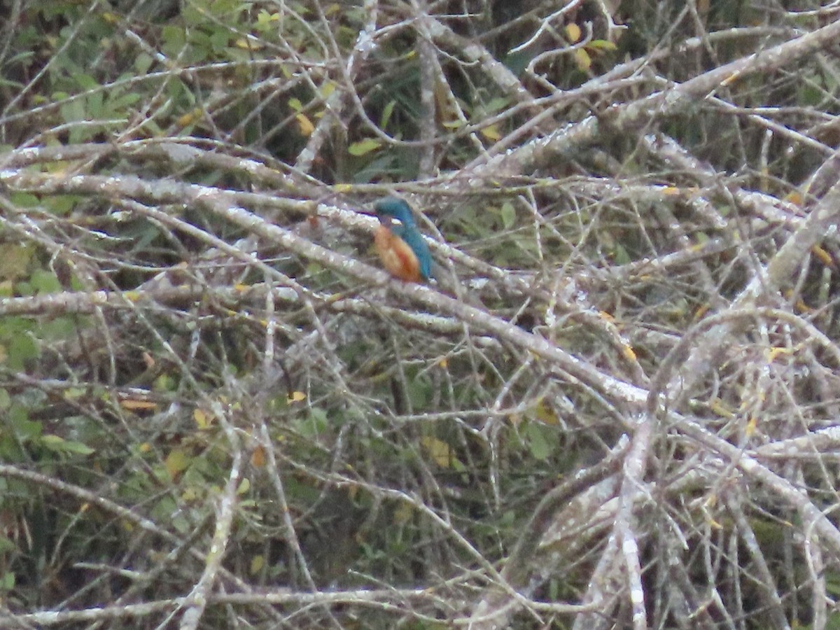 Common Kingfisher - ML624586290