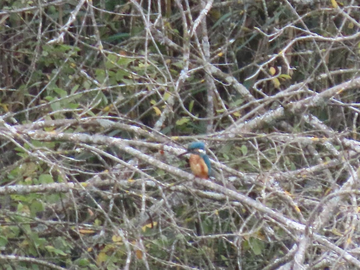 Common Kingfisher - Thomas Brooks