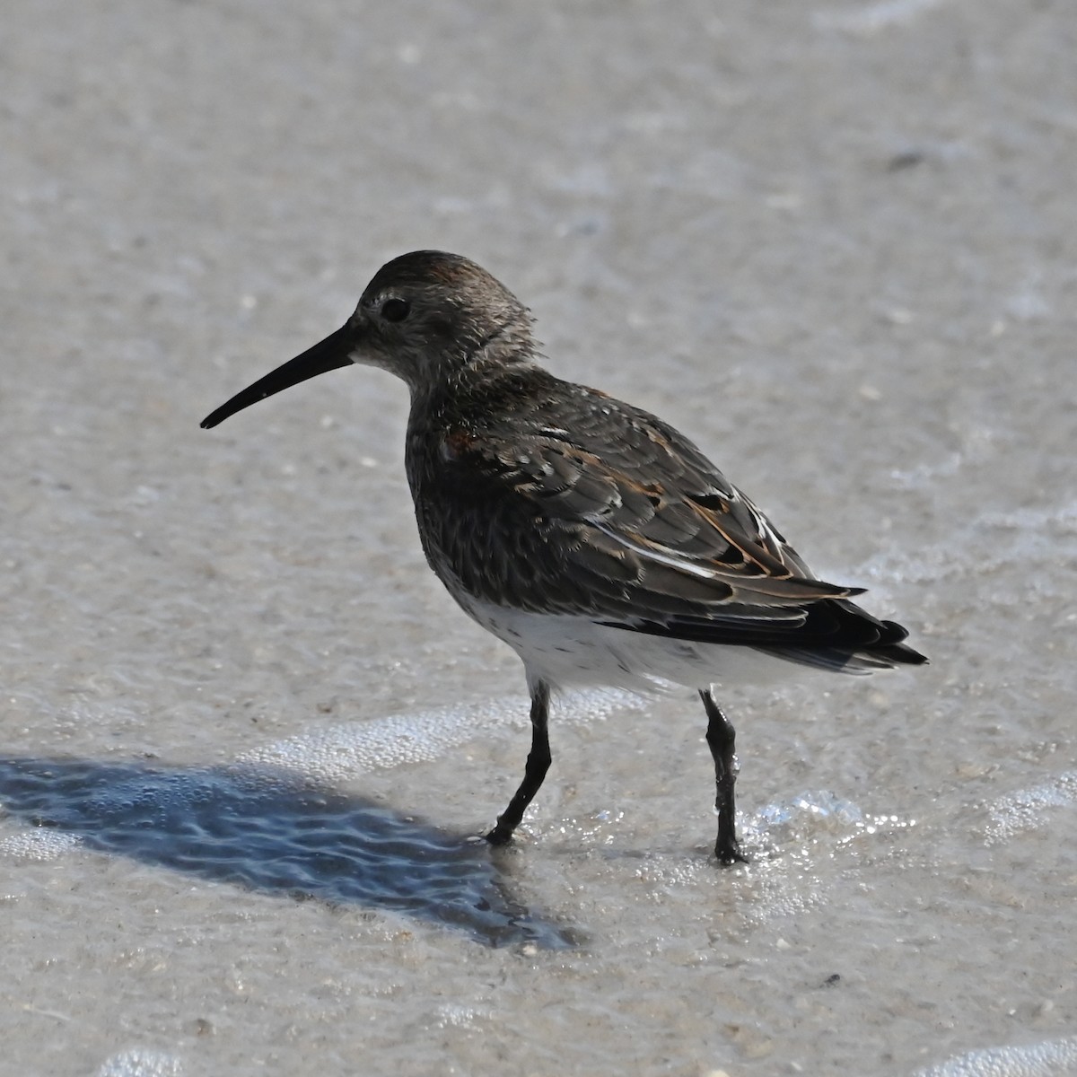 Dunlin - ML624586297